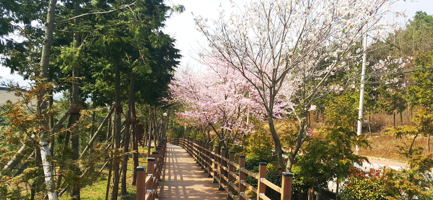 우드랜드 산책로. 오른쪽에 벚꽃나무가 있다.